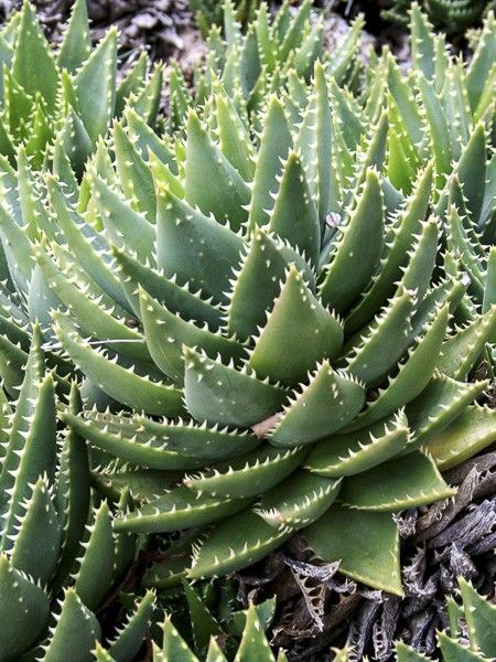 Aloe nain