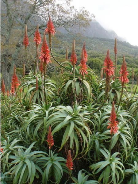 Aloès arborescent, aloès candélabre