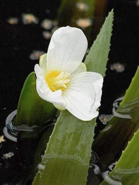 bettina barty body line aloe vera ALOE VERA Body Cream – Bettina Barty main image 1