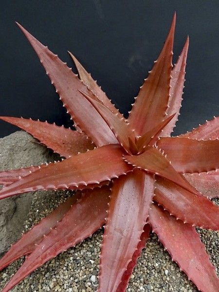 Aloes morogoroensis