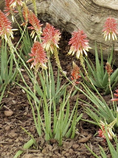 Aloès 'Safari Sunrise'