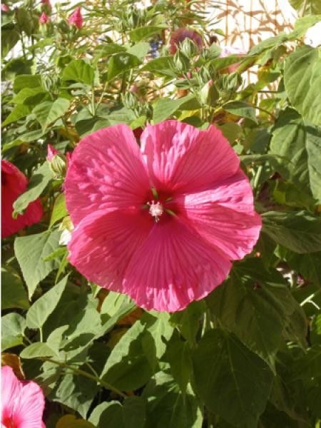 Althée, Ketmie, Rose de Chine Planet® 'Griotte' Tangri