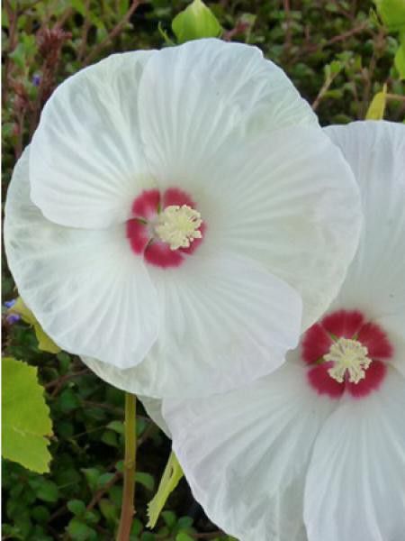 Althée, Ketmie, Rose de Chine 'Blanc a Coeur Rouge'
