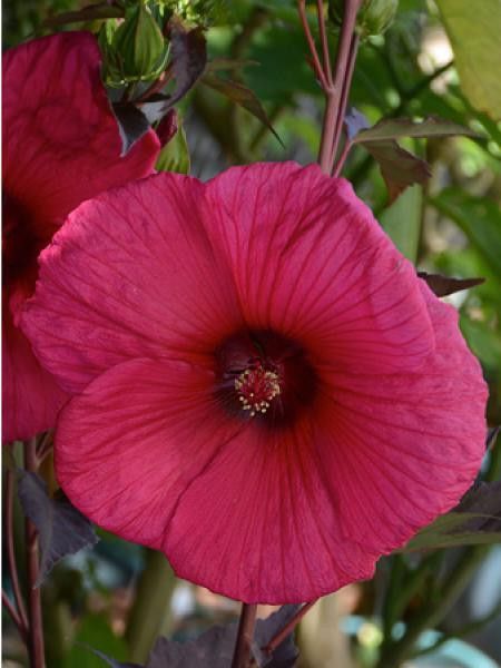 Althée, Ketmie, Rose de Chine 'Rouge'