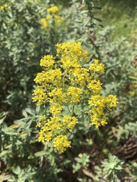 Alysse, Passerage argenteum