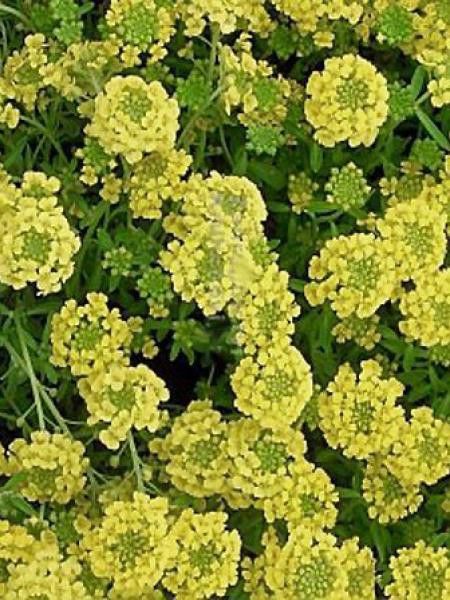 Alysse, Passerage 'Luna'