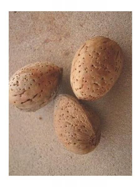 Amandier 'Ferragnes'