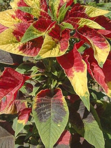 Amarante tricolore 'Garden select'