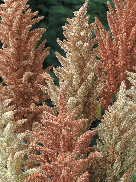 Amaranthe 'Autumn Palette'