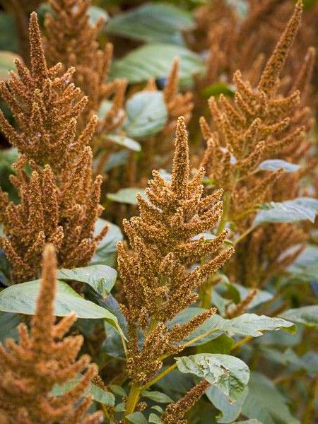 Amaranthe 'Hot Biscuits'