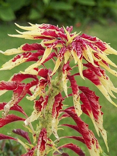 Amaranthe 'Josephs Coat'