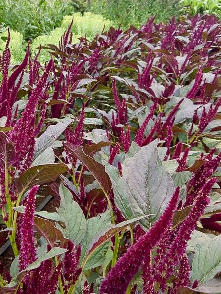 Amaranthe 'Oeschberg'