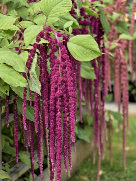 Amaranthe 'Red Cascade'