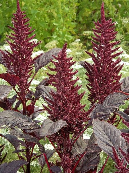 Amaranthe 'Velvet Curtains'