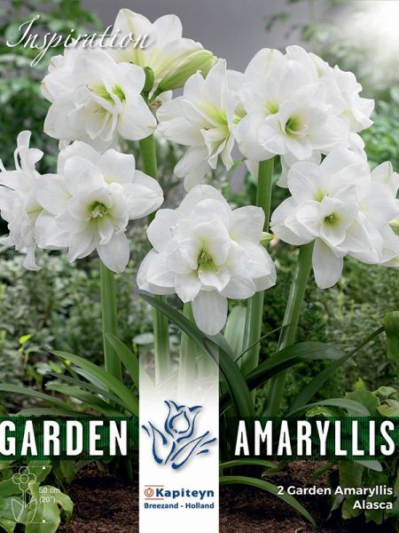 Amaryllis 'Alasca'