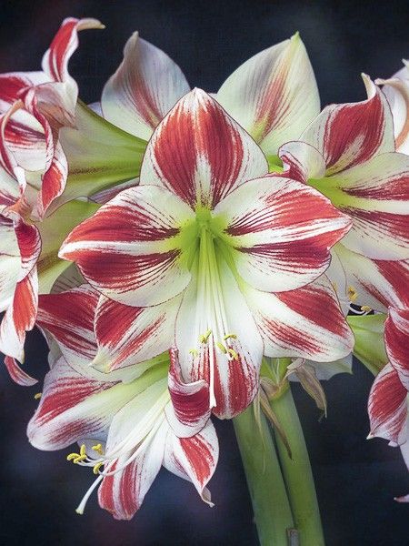 Amaryllis 'Ambiance'