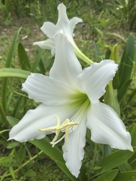 Amaryllis 'Amputo'