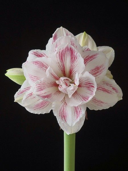 Amaryllis 'Aquaro'