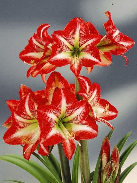 Amaryllis 'Baby Star'