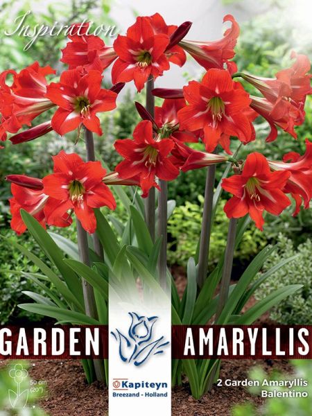Amaryllis 'Balentino'