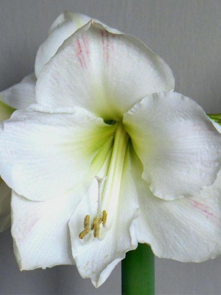 Amaryllis belladonna 'Ludwig Dazzler'