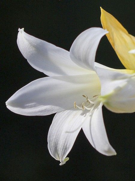 Amaryllis belladonne 'Alba'