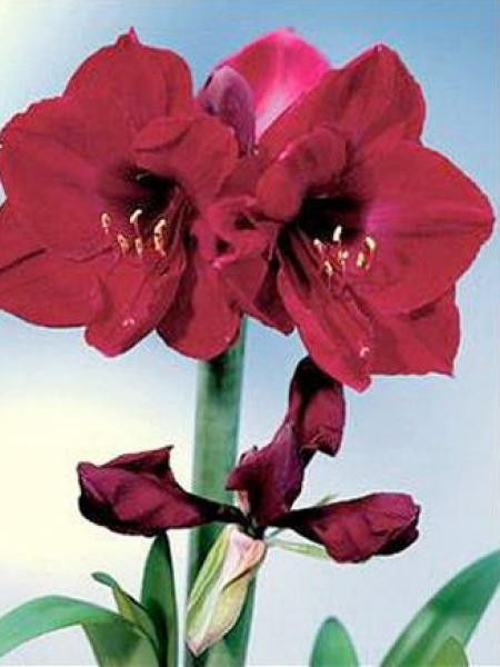 Amaryllis belladonne 'Benfica'