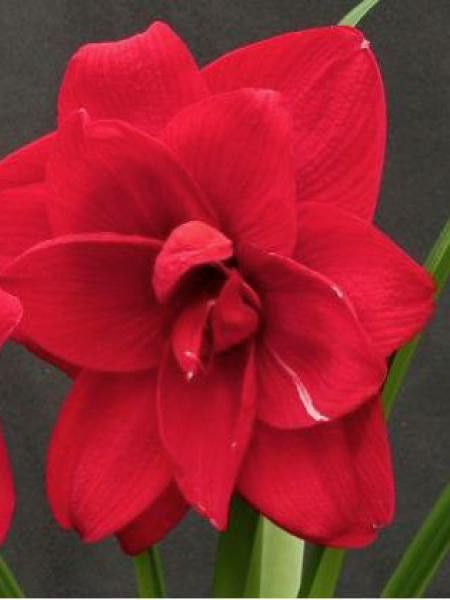 Amaryllis belladonne 'Cherry Nymph'