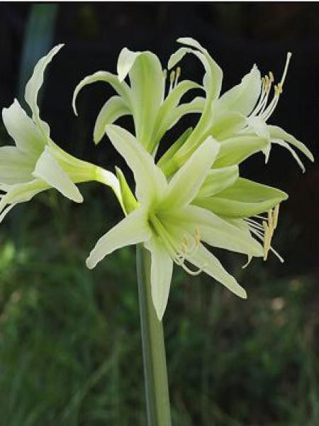 Amaryllis belladonne 'Evergreen'