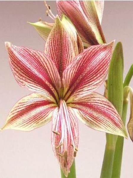 Amaryllis belladonne 'Exotic Star'