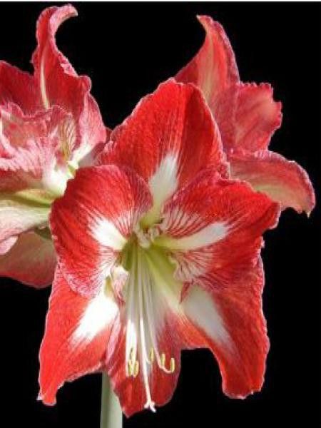 Amaryllis belladonne 'Minerve'
