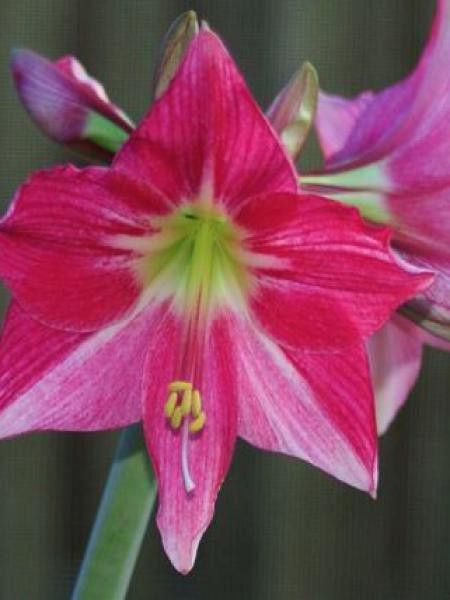 Amaryllis belladonne 'Neon'
