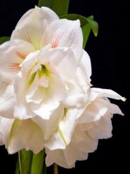 Amaryllis belladonne 'Nymph'