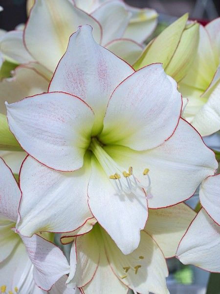 Amaryllis belladonne 'Picotée'