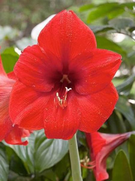 Amaryllis belladonne 'Red Lion'