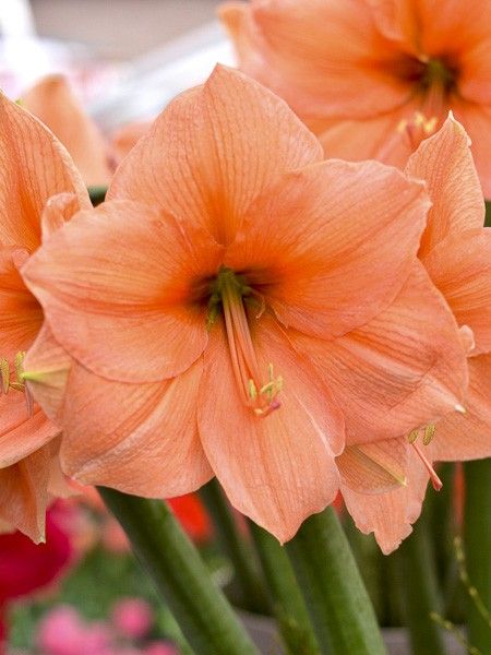 Amaryllis belladonne 'Rilona'