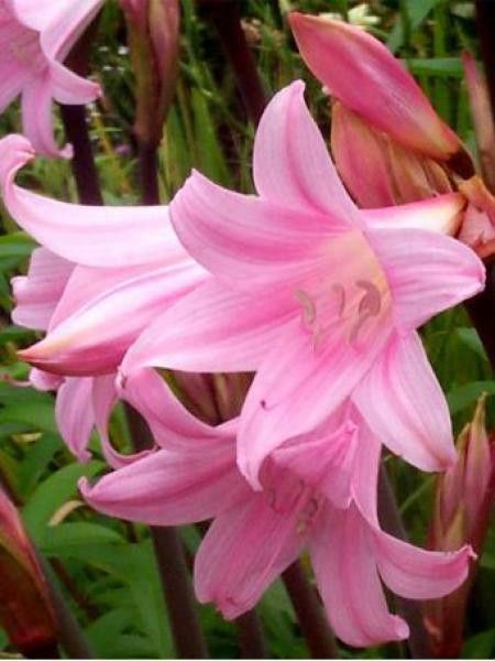 Amaryllis belladonne