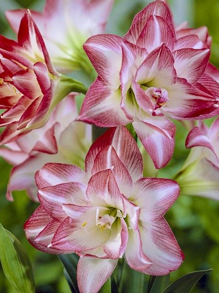 Amaryllis 'Blossom Peacock'