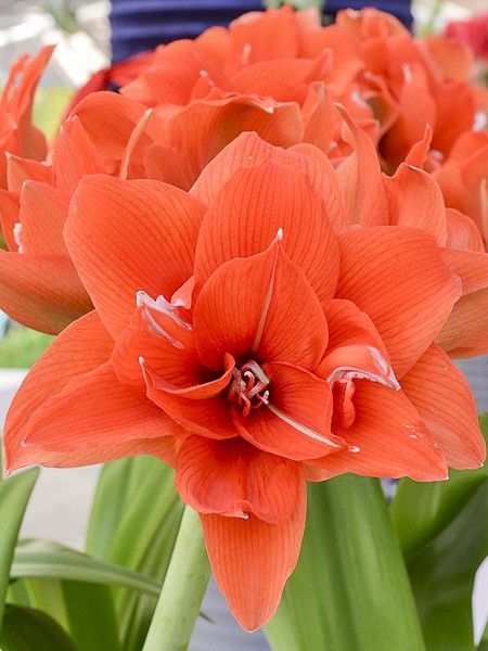 Amaryllis 'Celica'