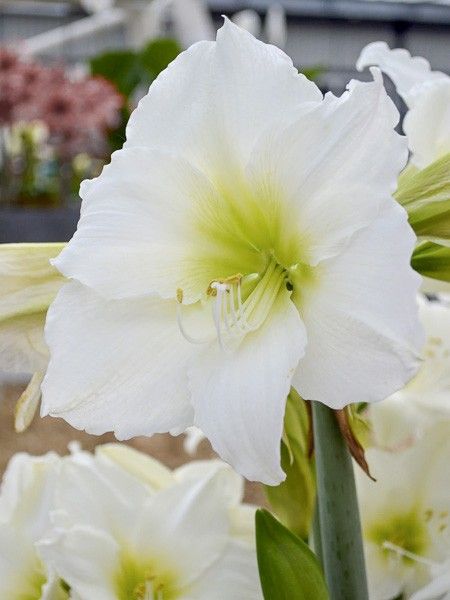 Amaryllis 'Christmas Gift'