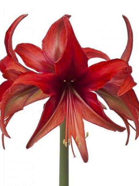 Amaryllis 'Cybester Bogota'