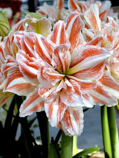 Amaryllis 'Dancing Queen'