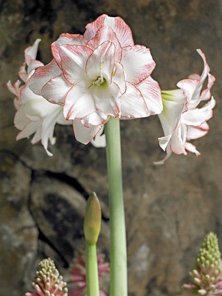 Amaryllis 'Double Aphrodite'