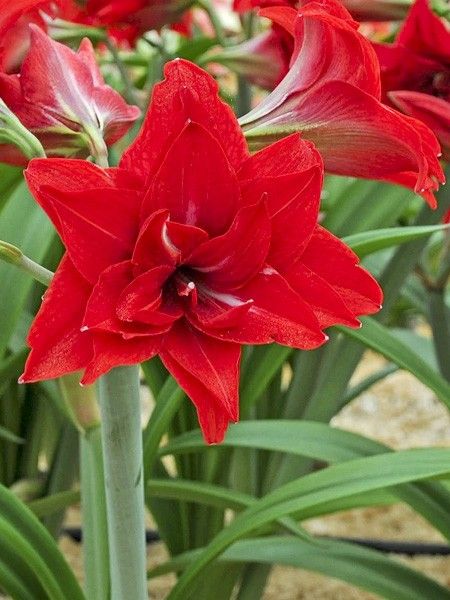Amaryllis 'Double Dragon'