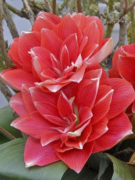 Amaryllis 'Double Dream'