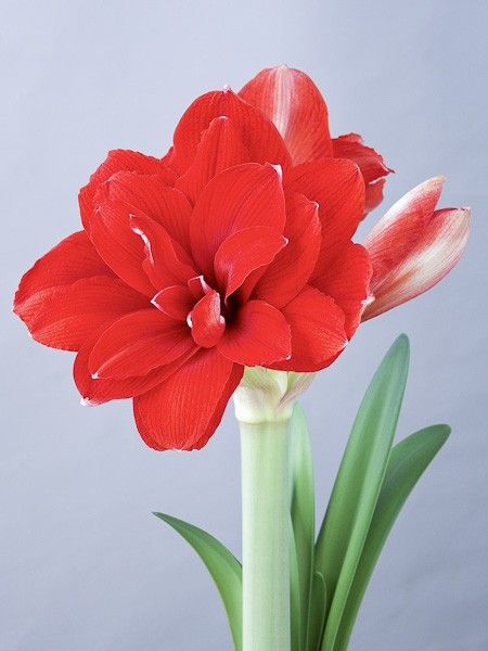 Amaryllis 'Double King'