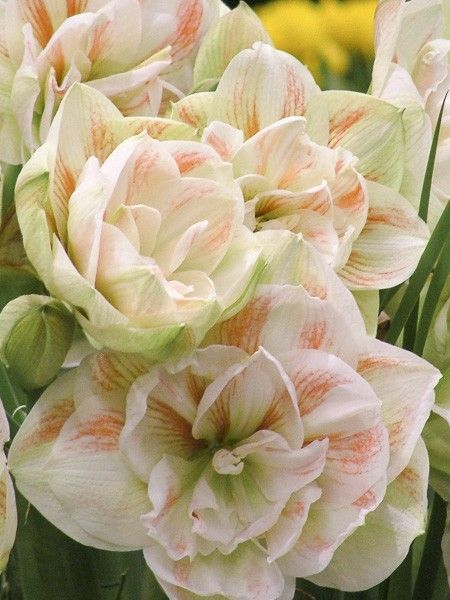 Amaryllis 'Double Nymph'