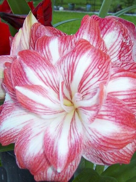 Amaryllis 'Double Promise'