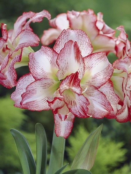 Amaryllis 'Double Record'