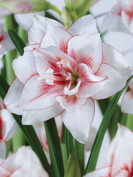 Amaryllis 'Elvas'